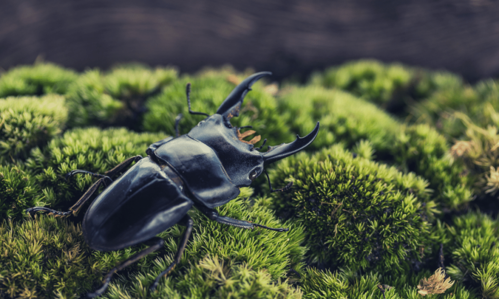 stag-beetle-breeding