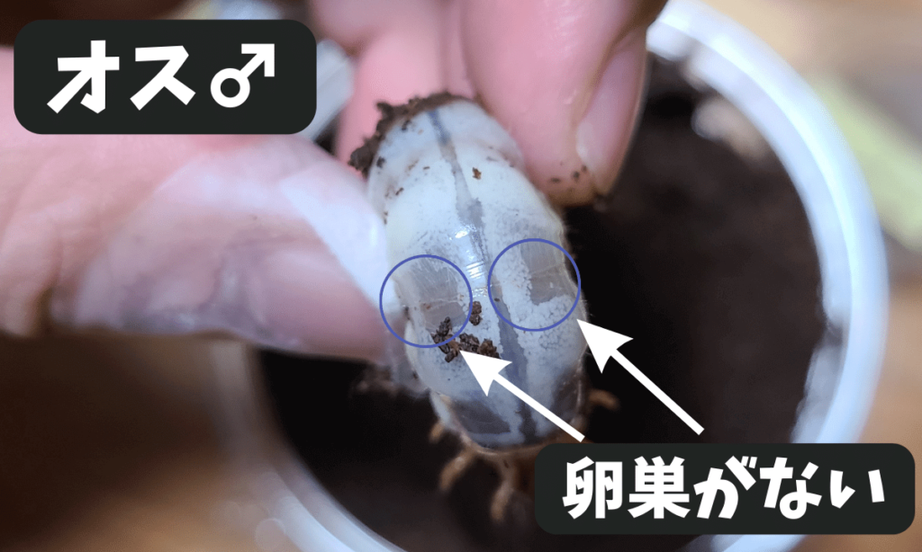 stag-beetle-larvae-how-to-raise-them-easy