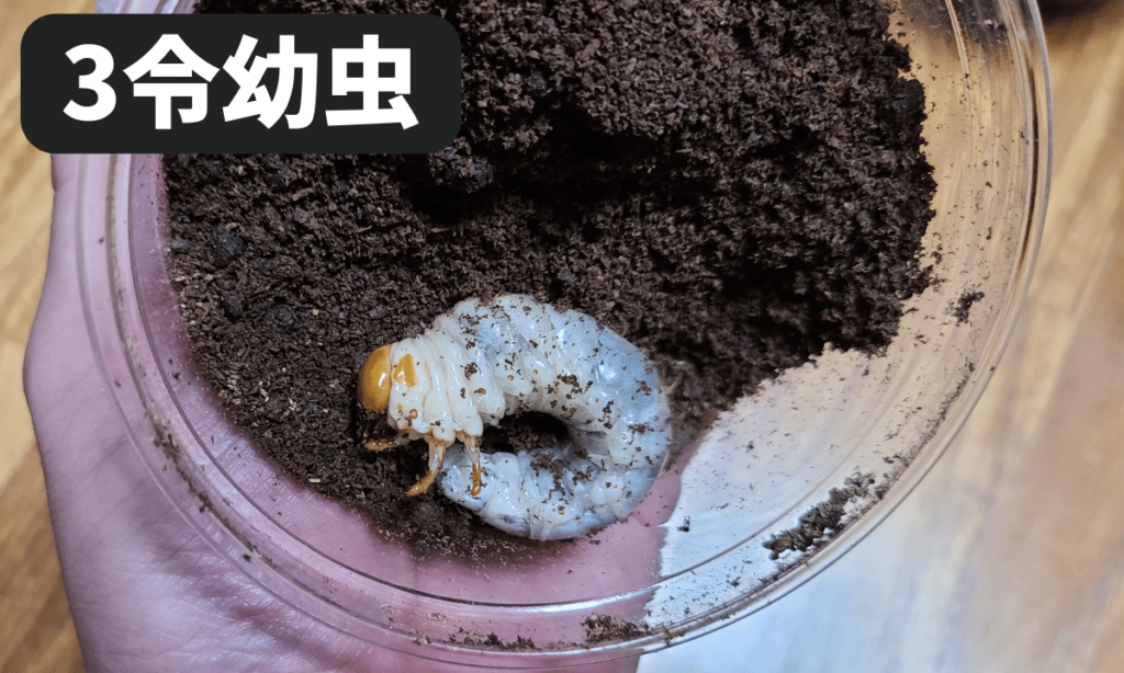 stag-beetle-larvae-how-to-raise-them-easy