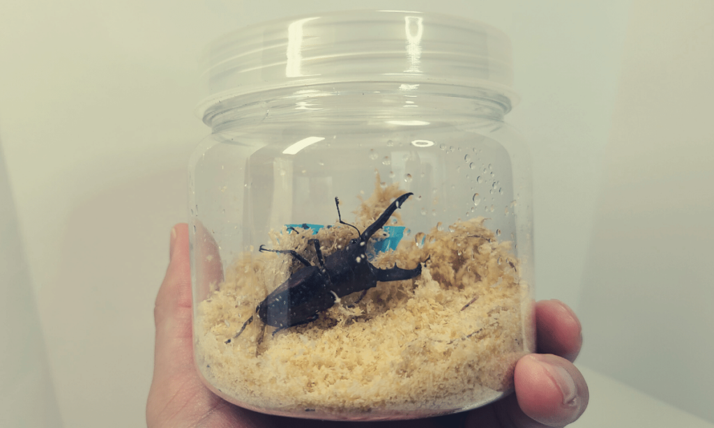 breeding-stag-beetles-in-clear-bottles-from-a-100-yen-store