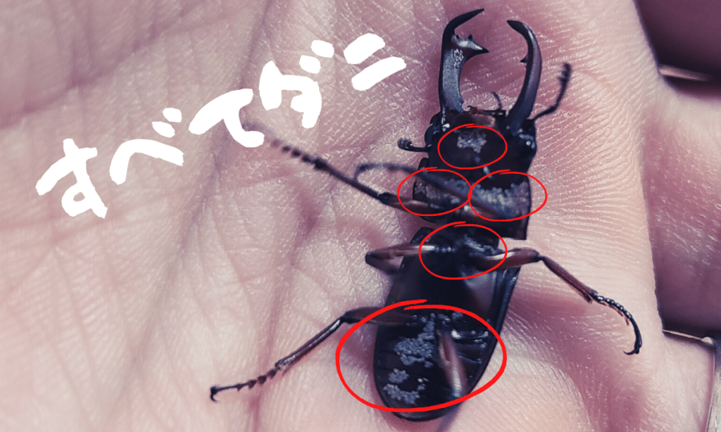 stag-beetle-mite-extermination