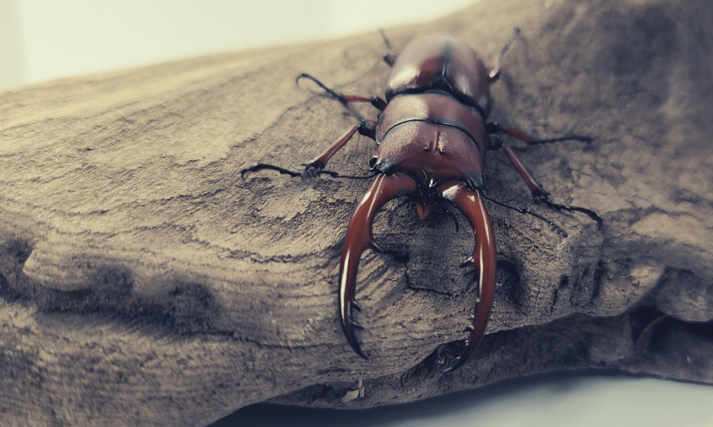 if-you-get-caught-in-a-stag-beetle