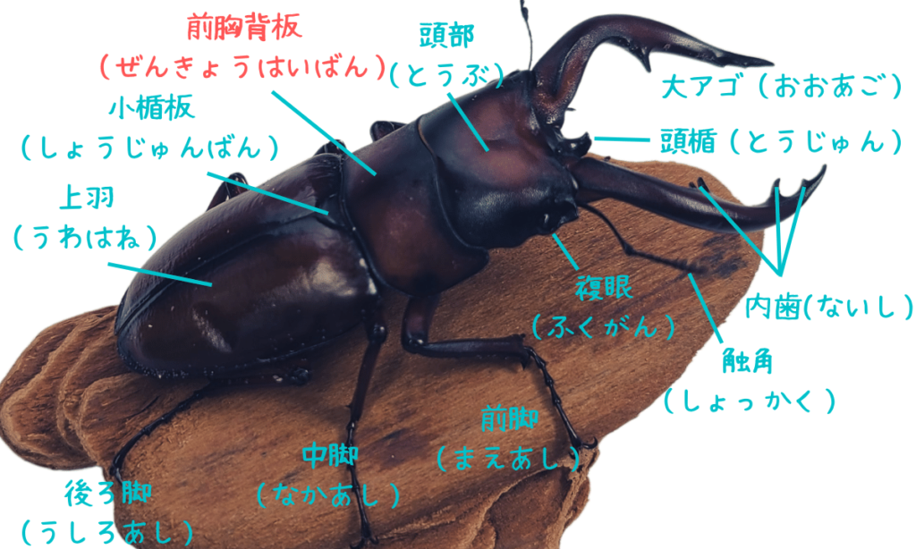 how-to-hold-the-stag-beetle