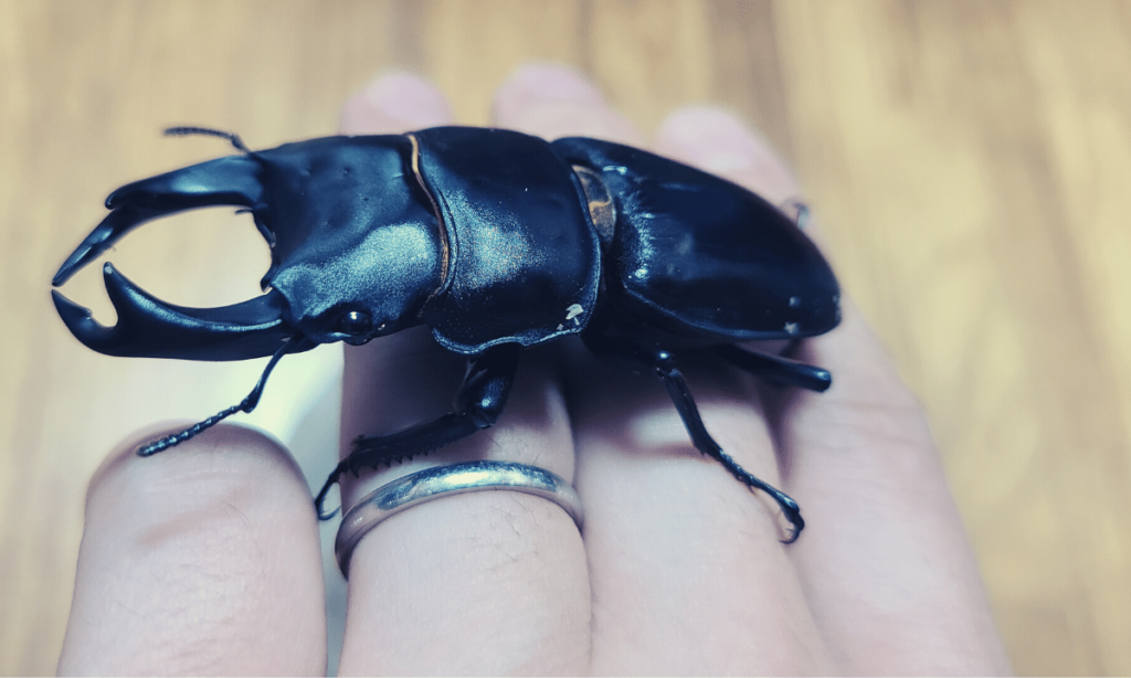stag-beetle-feeding-not-eating