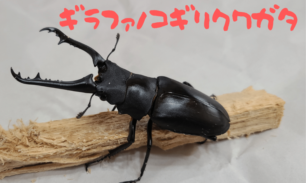 where-to-buy-a-stag-beetle