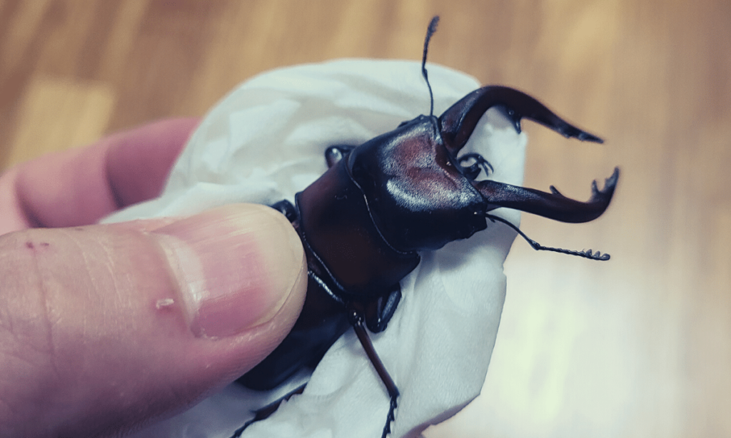 how-to-hold-the-stag-beetle