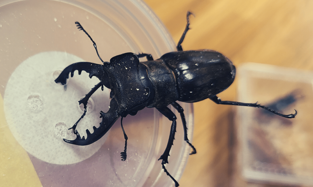 stag-beetle-turns-over