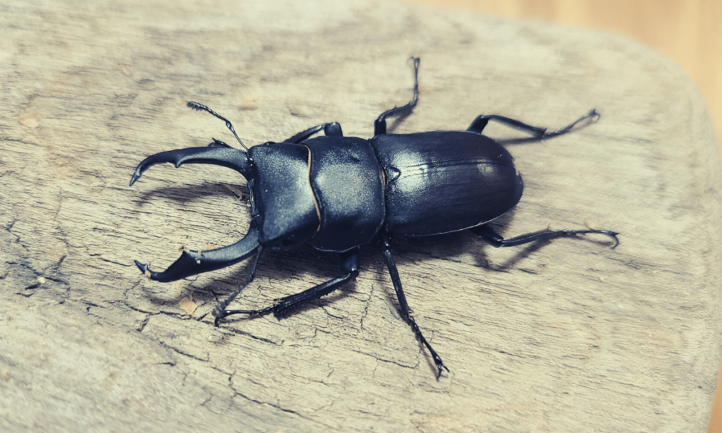 stag-beetle-turns-over