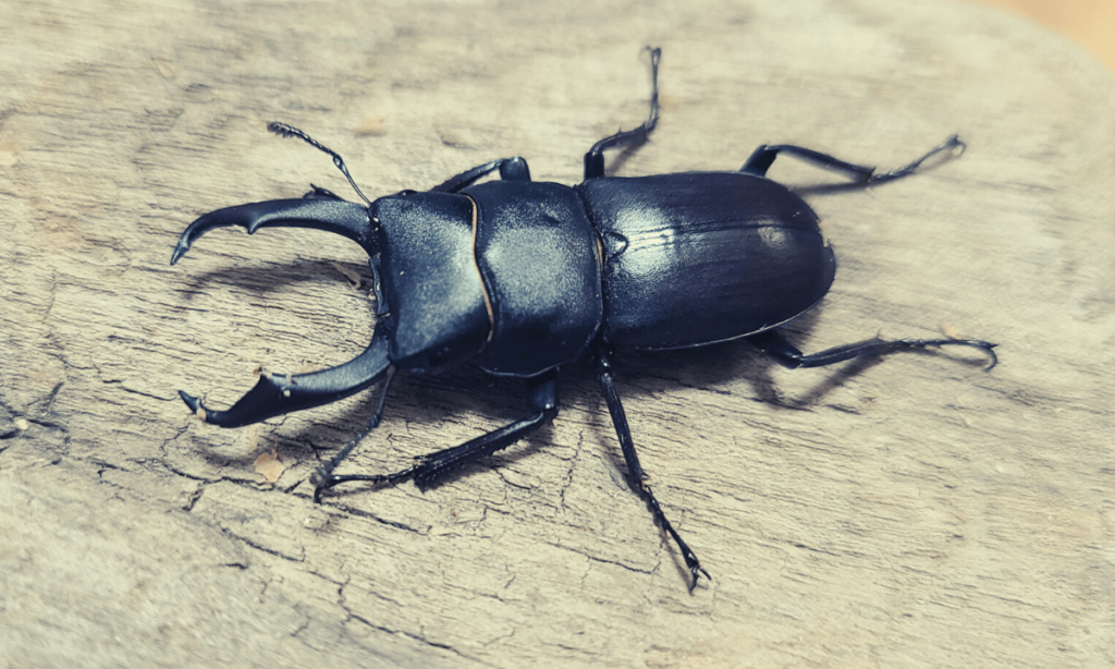 stag-beetle-lifespan