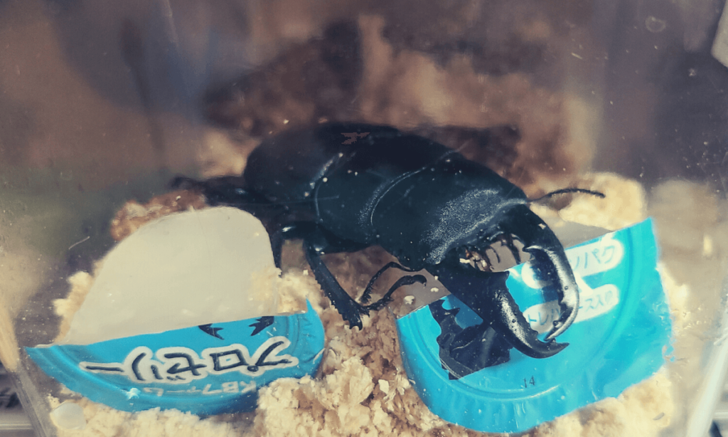 stag-beetle-lifespan