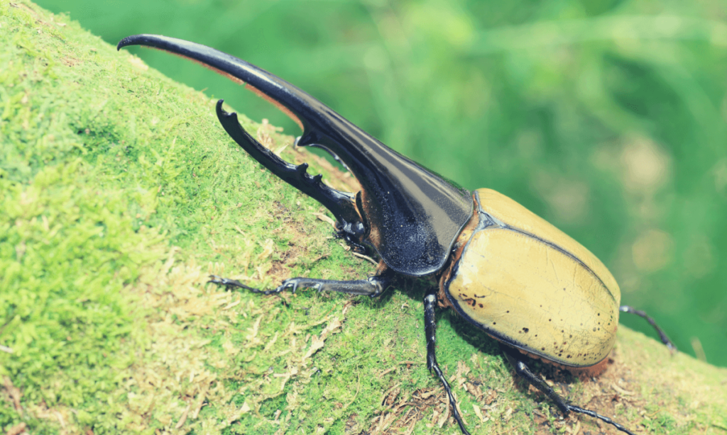 stag-beetle-and-rhinoceros-beetle