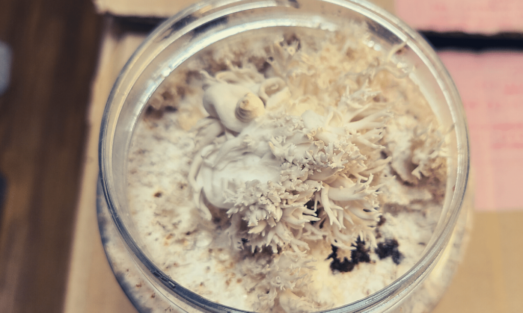 mycelium-bottle-larvae-carcass