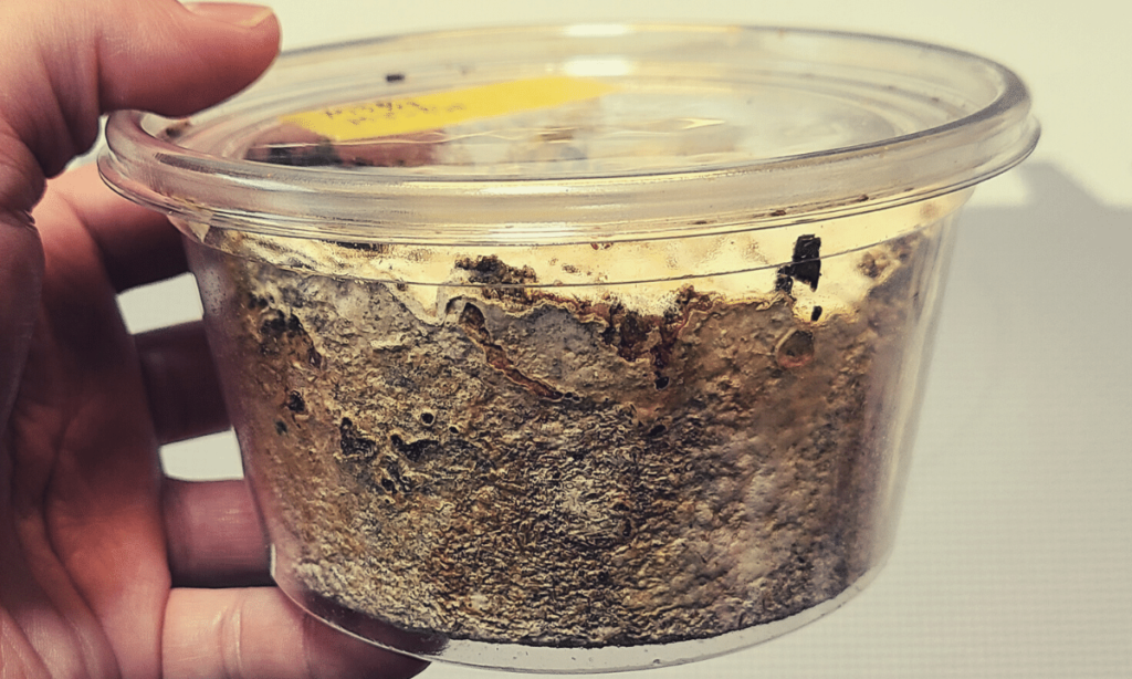 mycelium-bottle-larvae-carcass