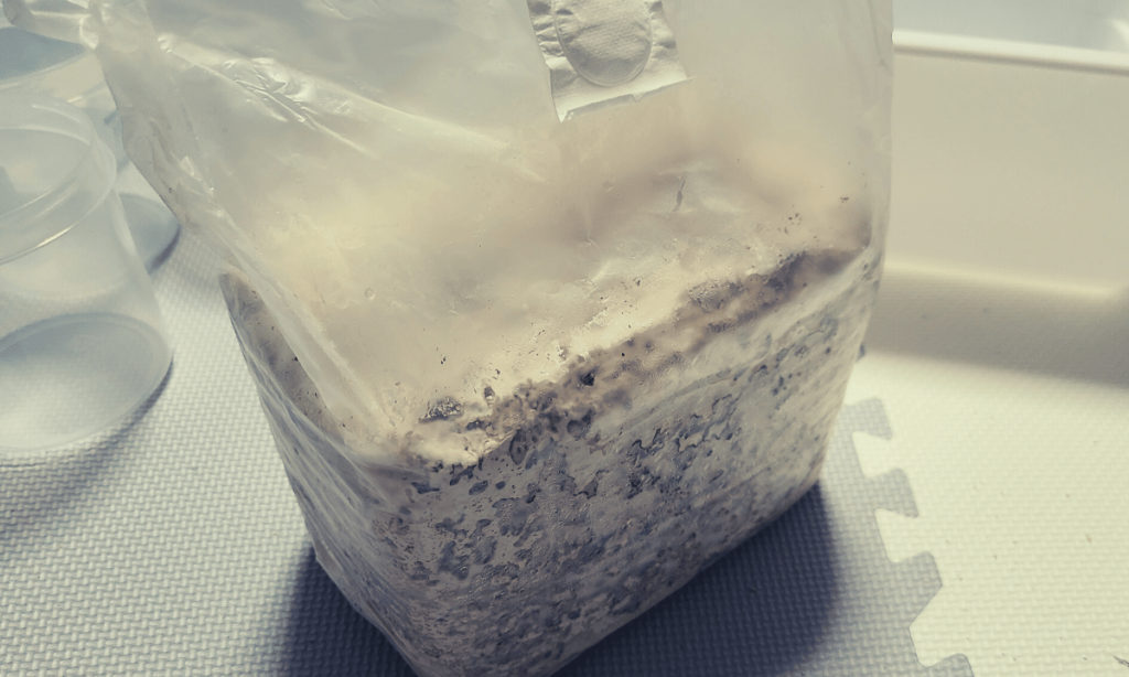how-to-make-a-mycelial-bottle