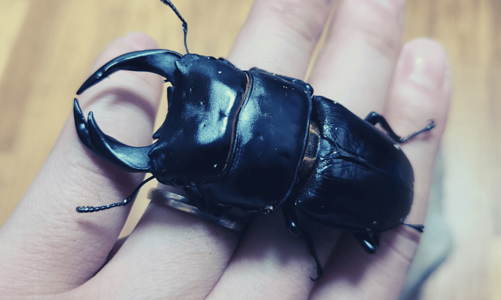 stag-beetle-cool