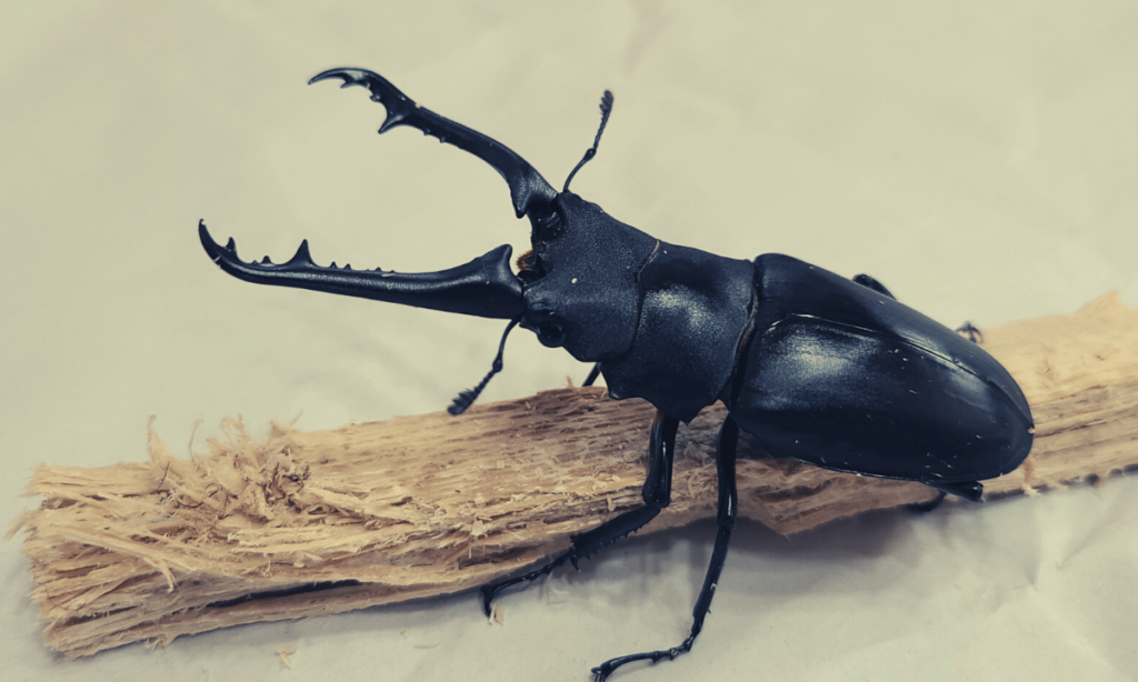 stag-beetle-cool