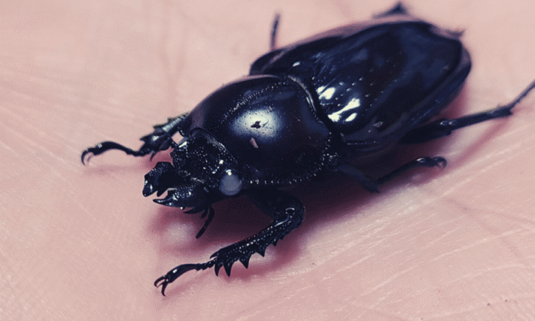 クワガタにもアルビノって存在する?実は僕の家にいます!値段は? | 夜行性-yakosei-