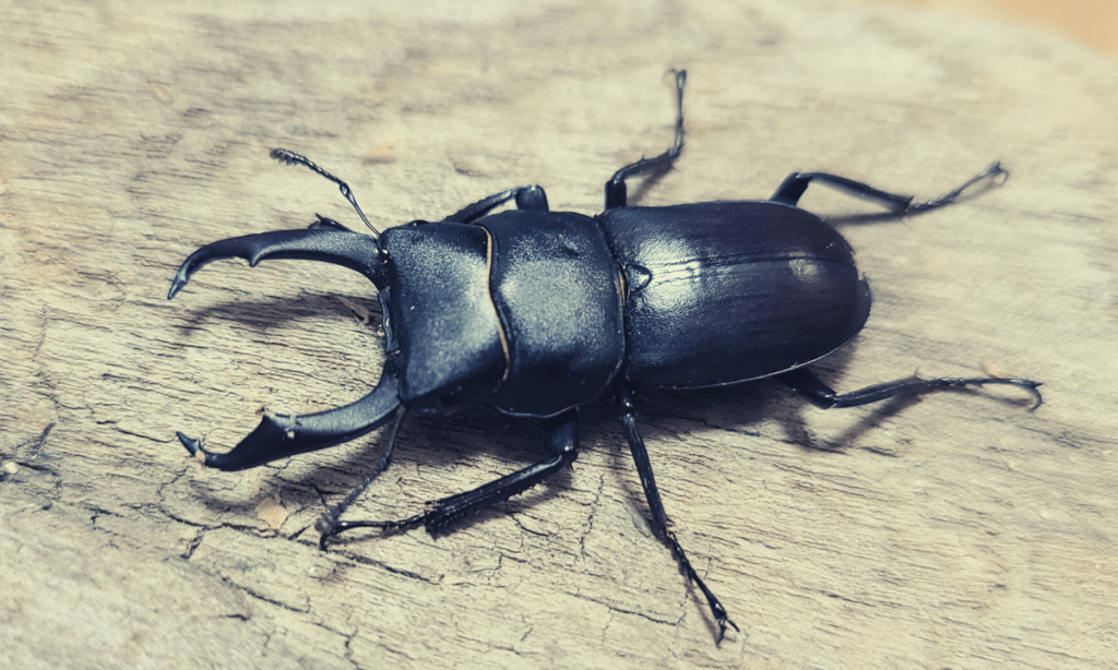 stag-beetle-popularity-ranking