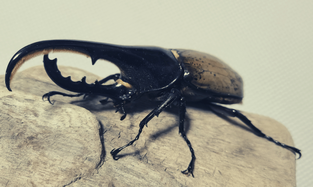 stag-beetle-popularity-ranking