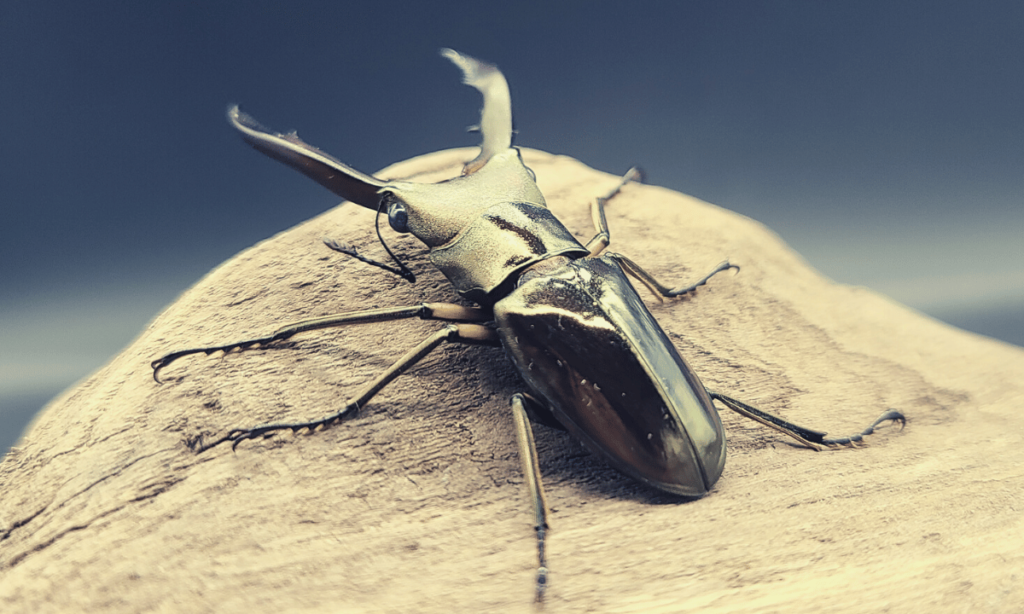 stag-beetle-slow-moving