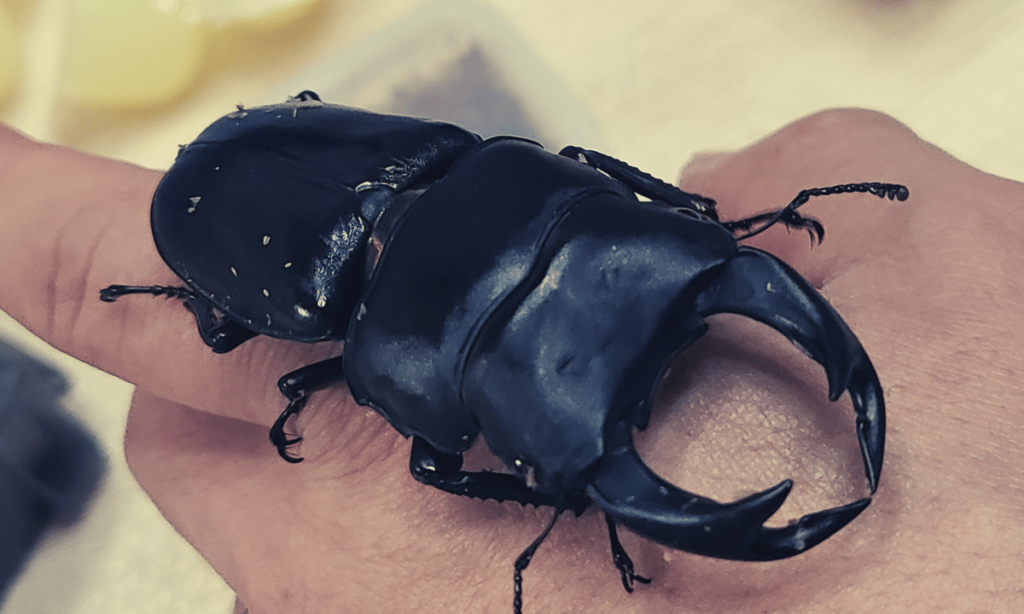 stag-beetle-how-long-do-you-live