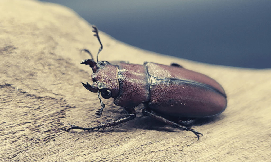 stag-beetle-how-long-do-you-live