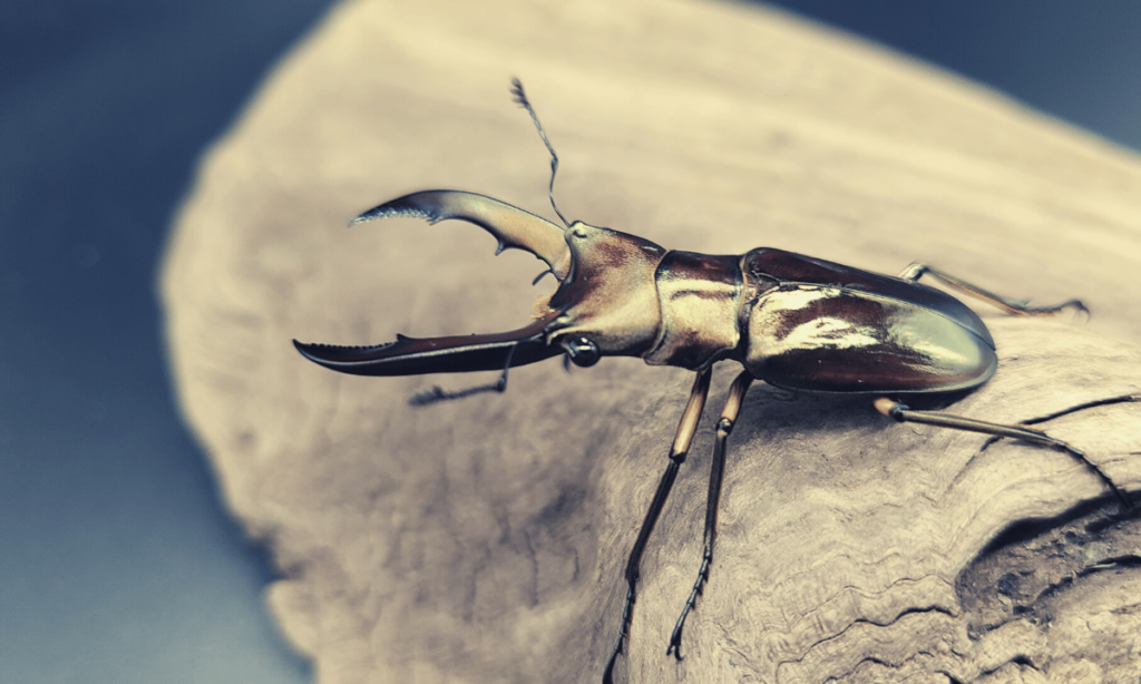 how-to-make-your-stag-beetle-live-longer