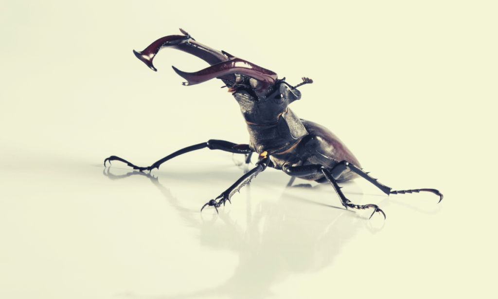 stag-beetle-not-moving