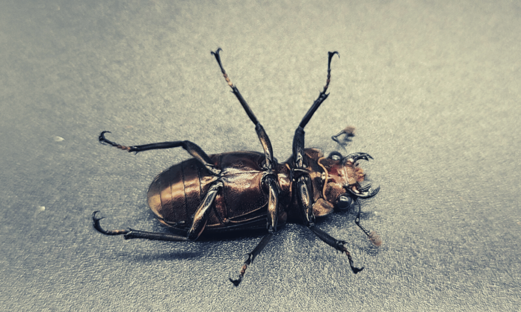 stag-beetle-resuscitation