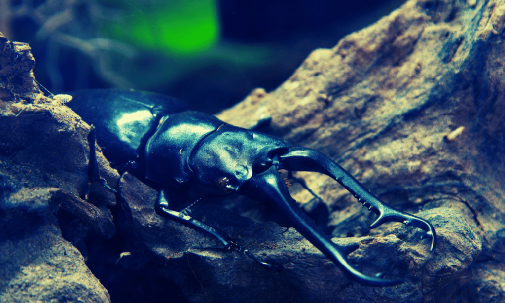 what-do-stag-beetles-eat