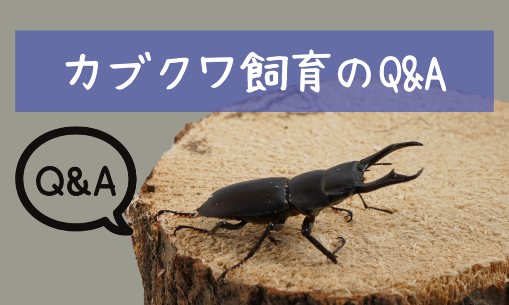 beetle-stag-beetle-question
