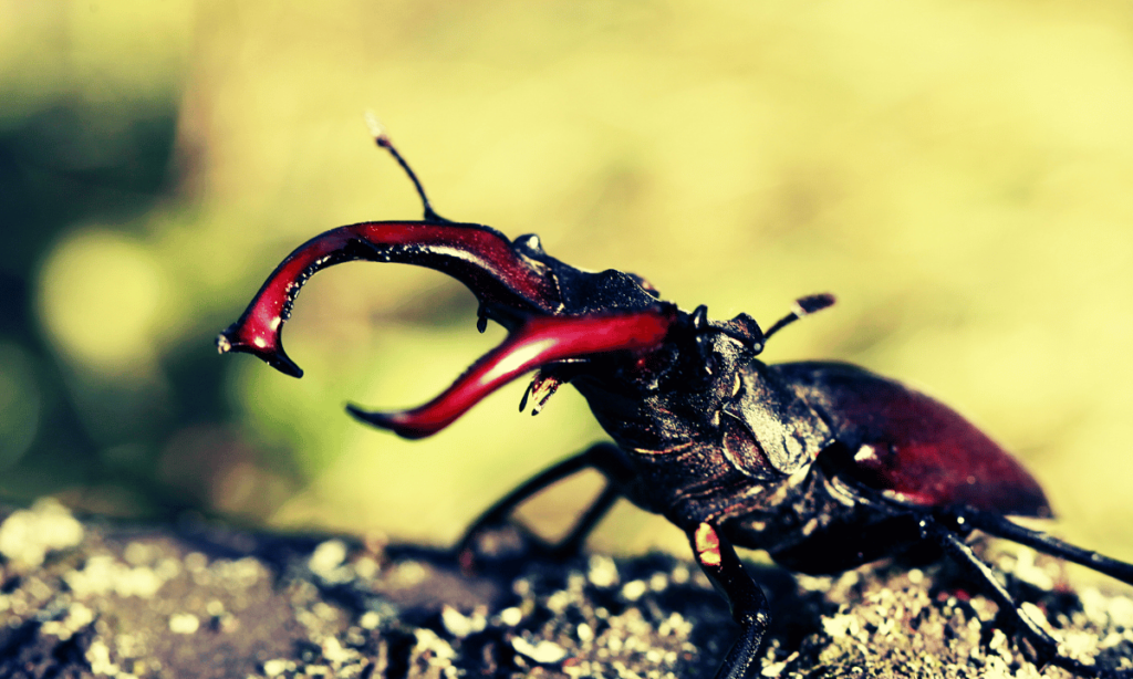 beetle-stag-beetle-question