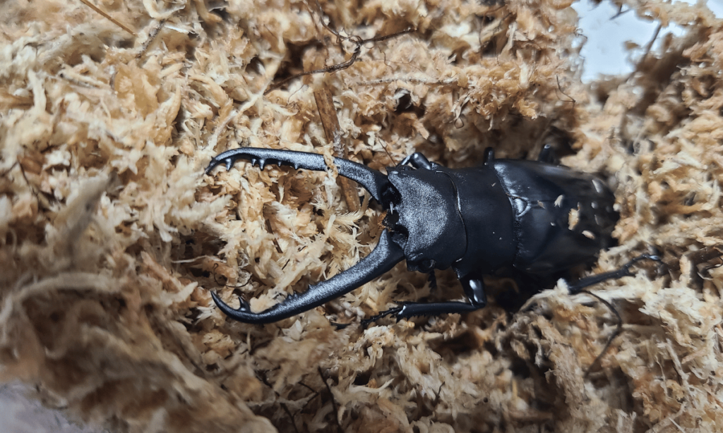 stag-beetle-hatching-time