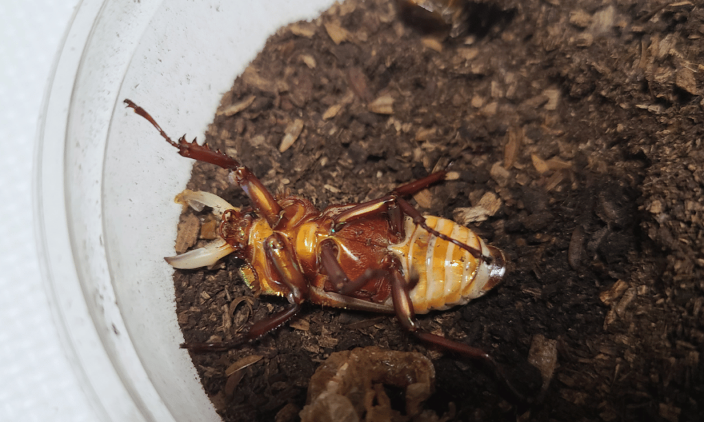 stag-beetle-hatching-time