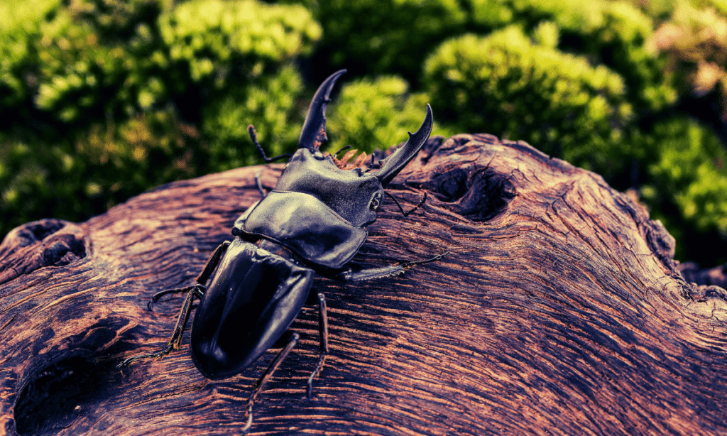 after-hatching-stag-beetle