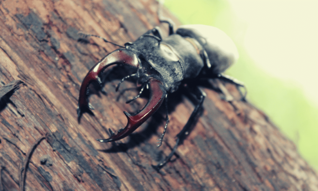 Stag beetle Trembling Antennae