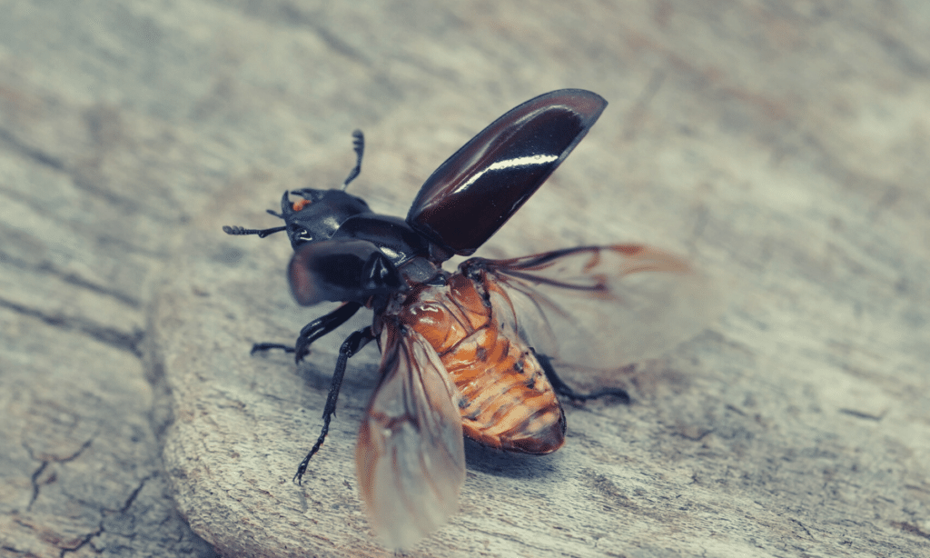 stag-beetle-overpopulation