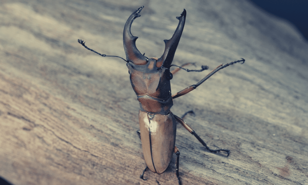 stag-beetle-breeding-winter